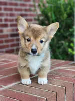 Jack, a male Pembroke Welsh Corgi for sale in Lexington, NC – 1 of 4