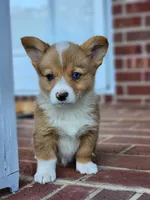 Elsa, a female Pembroke Welsh Corgi for sale in Lexington, NC – 3 of 4
