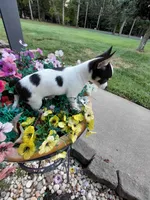 Skittles, a female Chihuahua for sale in Lexington, NC – 3 of 6