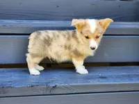 Chief, a male Pembroke Welsh Corgi for sale in Lexington, NC – 3 of 3
