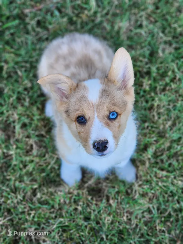 Chief – Pembroke Welsh Corgi puppy for sale in Lexington, NC