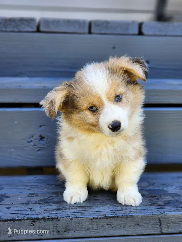 Church – Pembroke Welsh Corgi puppy for sale in Lexington, NC