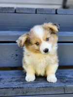 Church, a male Pembroke Welsh Corgi for sale in Lexington, NC – 1 of 4