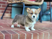 Pippy , a female Pembroke Welsh Corgi for sale in Lexington, NC – 2 of 4