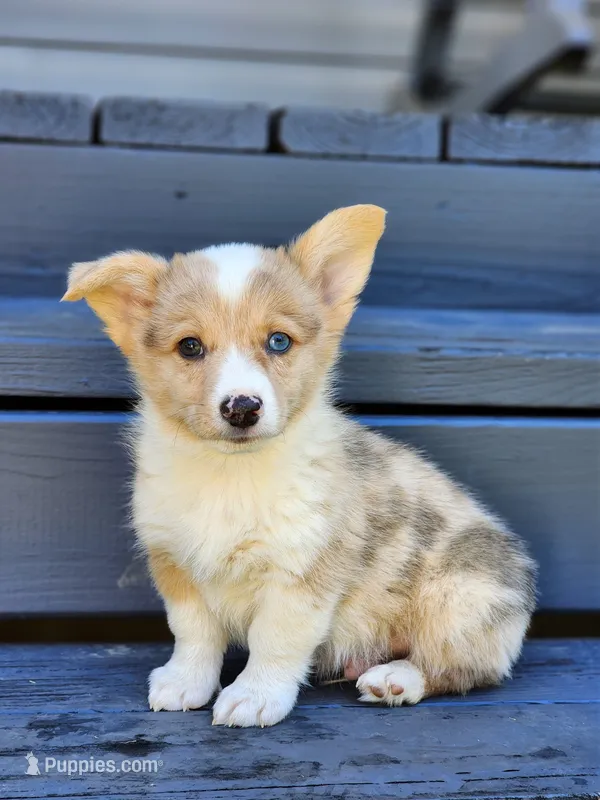 Chief – Pembroke Welsh Corgi puppy for sale in Lexington, NC