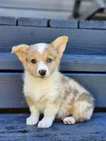 Chief, a male Pembroke Welsh Corgi for sale in Lexington, NC – 1 of 3