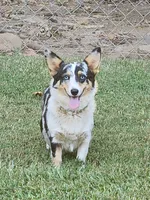 Rockette, a female Pembroke Welsh Corgi for sale in Lexington, NC – 2 of 3