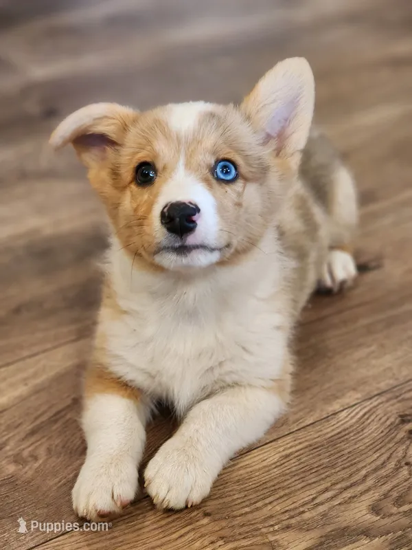 Chief – Pembroke Welsh Corgi puppy for sale in Lexington, NC