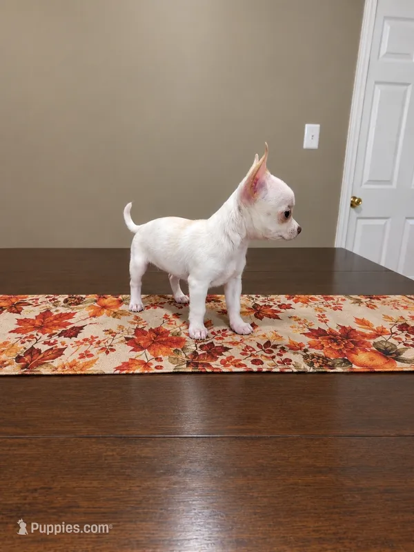 Buttercup – Chihuahua puppy for sale in Lexington, NC
