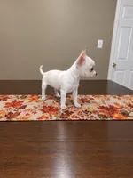 Buttercup, a female Chihuahua for sale in Lexington, NC – 1 of 4