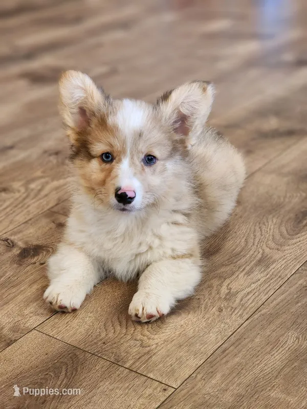 Chip – Pembroke Welsh Corgi puppy for sale in Lexington, NC