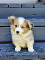 Church, a male Pembroke Welsh Corgi for sale in Lexington, NC – 4 of 4