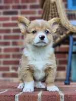 Elsa, a female Pembroke Welsh Corgi for sale in Lexington, NC – 4 of 4