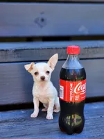 Taffy, a female Chihuahua for sale in Lexington, NC – 3 of 5