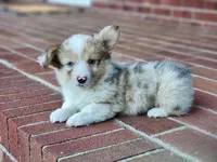 Chip, a male Pembroke Welsh Corgi for sale in Lexington, NC – 4 of 4