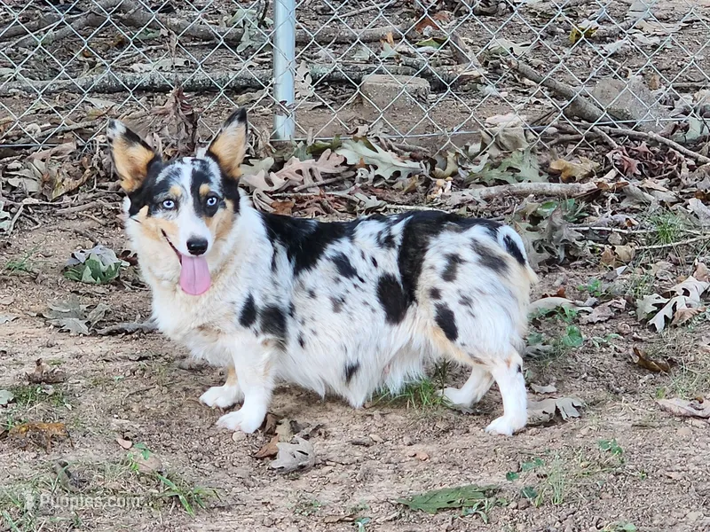 Rockette – Pembroke Welsh Corgi puppy for sale in Lexington, NC