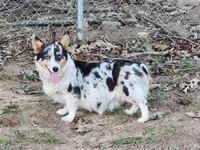 Rockette, a female Pembroke Welsh Corgi for sale in Lexington, NC – 1 of 3