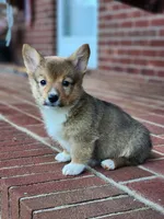 Jack, a male Pembroke Welsh Corgi for sale in Lexington, NC – 4 of 4