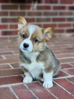 Pippy , a female Pembroke Welsh Corgi for sale in Lexington, NC – 4 of 4