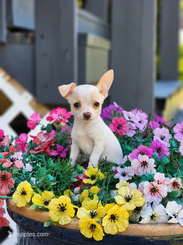 Taffy – Chihuahua puppy for sale in Lexington, NC