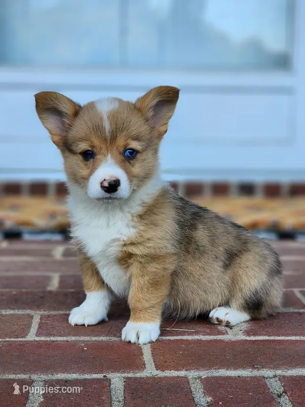 Elsa – Pembroke Welsh Corgi puppy for sale in Lexington, NC