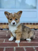 Elsa, a female Pembroke Welsh Corgi for sale in Lexington, NC – 1 of 4