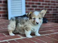 Chip, a male Pembroke Welsh Corgi for sale in Lexington, NC – 2 of 4