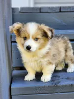 Church, a male Pembroke Welsh Corgi for sale in Lexington, NC – 2 of 4