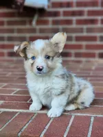 Chip, a male Pembroke Welsh Corgi for sale in Lexington, NC – 3 of 4
