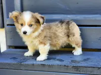Church, a male Pembroke Welsh Corgi for sale in Lexington, NC – 3 of 4