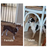 Skittles, a female Chihuahua for sale in Lexington, NC – 6 of 6