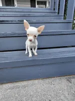 Buttercup, a female Chihuahua for sale in Lexington, NC – 4 of 4