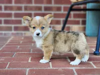 Elsa, a female Pembroke Welsh Corgi for sale in Lexington, NC – 2 of 4