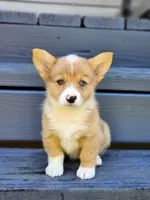 Elsa. ON HOLD, a female Pembroke Welsh Corgi for sale in Lexington, NC – 5 of 5