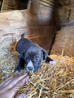 Puppy, a female American Pit Bull Terrier for sale in Concord, MI – 1 of 3