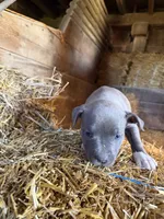 Puupy, a female American Pit Bull Terrier for sale in Concord, MI – 1 of 3