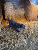 Puppy, a female American Pit Bull Terrier for sale in Concord, MI – 3 of 3
