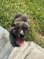 Puupy, a male American Pit Bull Terrier for sale in Concord, MI – 1 of 2
