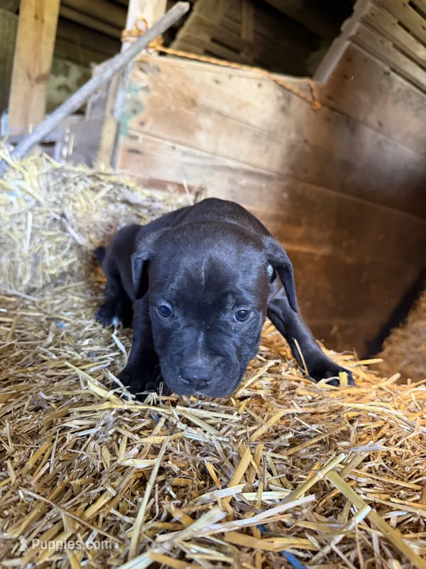 Puppy  – American Pit Bull Terrier puppy for sale in Concord, MI