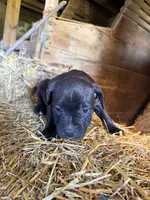 Puppy , a male American Pit Bull Terrier for sale in Concord, MI – 1 of 2