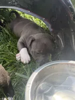 Puupy, a female American Pit Bull Terrier for sale in Concord, MI – 2 of 3