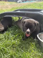 Puppy, a female American Pit Bull Terrier for sale in Concord, MI – 2 of 3