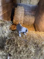 Puupy, a female American Pit Bull Terrier for sale in Concord, MI – 3 of 3