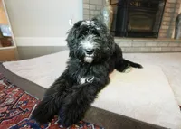 Tonka, a female Bernedoodle for sale in Vancouver, WA – Photo 5 of 8