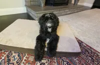 Tonka, a female Bernedoodle for sale in Vancouver, WA – Photo 4 of 8