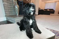 Tonka, a female Bernedoodle for sale in Vancouver, WA – Photo 6 of 8