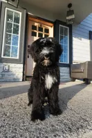 Tonka, a female Bernedoodle for sale in Vancouver, WA – Photo 7 of 8