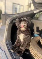 Tonka, a female Bernedoodle for sale in Vancouver, WA – Photo 2 of 8