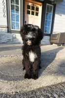 Tonka, a female Bernedoodle for sale in Vancouver, WA – Photo 1 of 8
