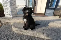 Tonka, a female Bernedoodle for sale in Vancouver, WA – Photo 8 of 8